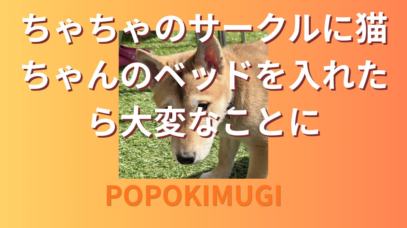ちゃちゃのサークルに猫ちゃんのベッドを入れたら大変なことに