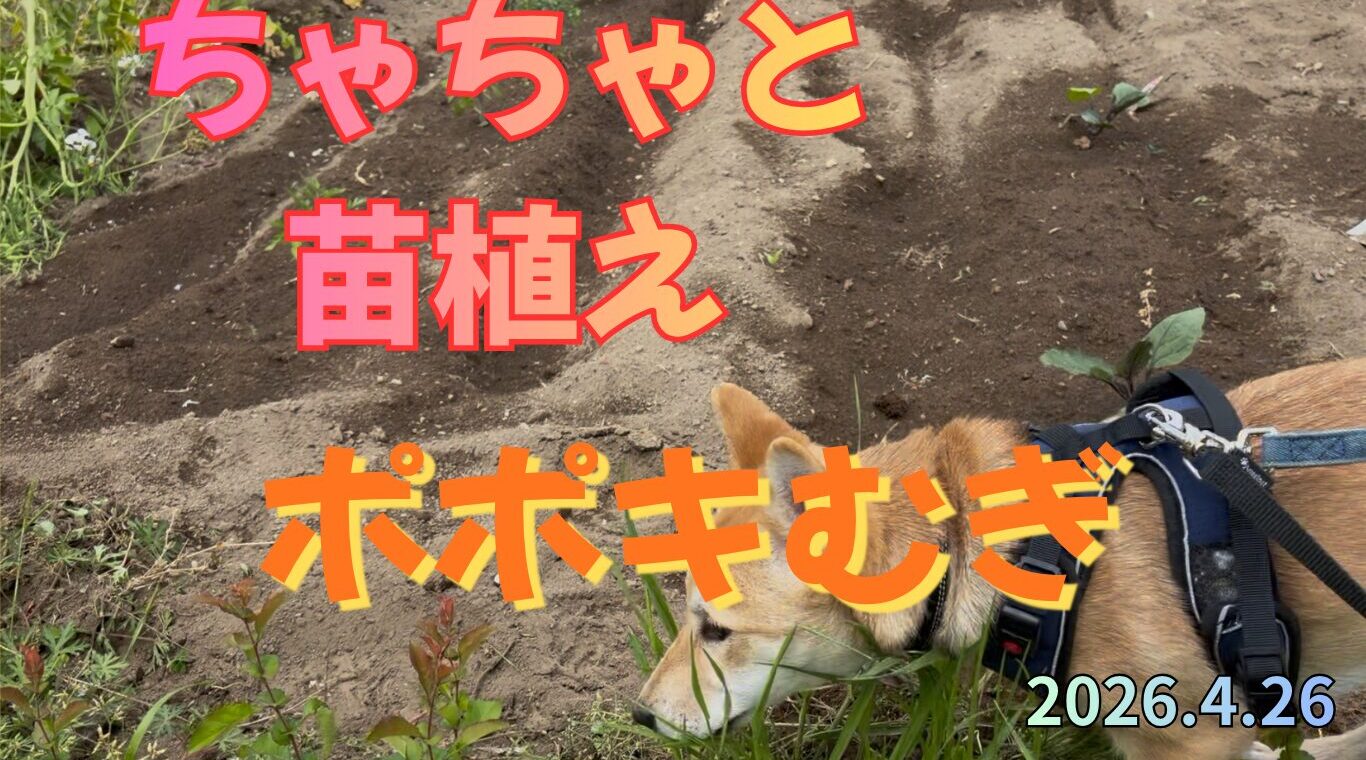 ちゃちゃと苗植え
