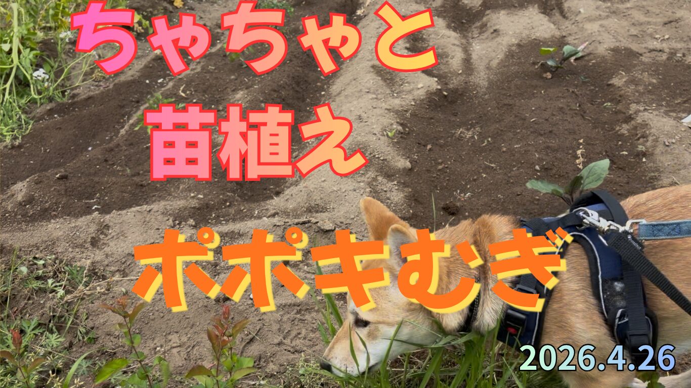 ちゃちゃと苗植え