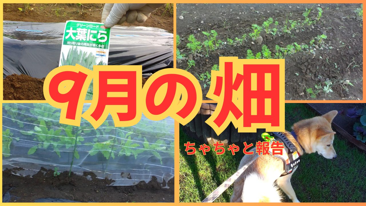 9月の畑ちゃちゃと報告