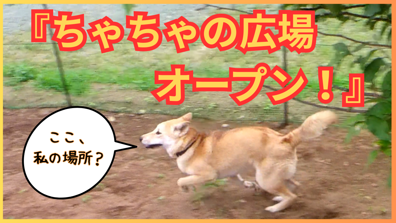 ちゃちゃ広場