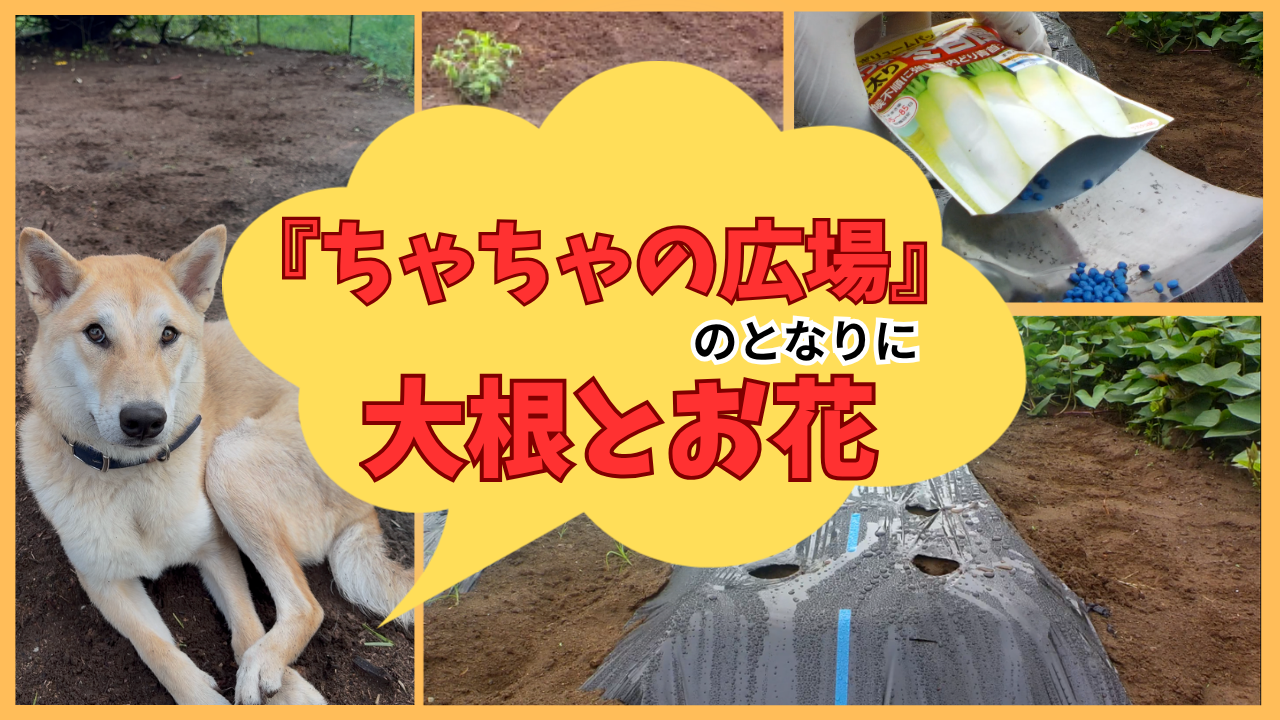 大根と花