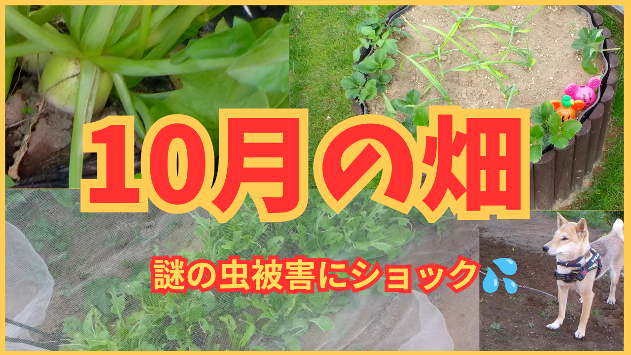 10月の畑