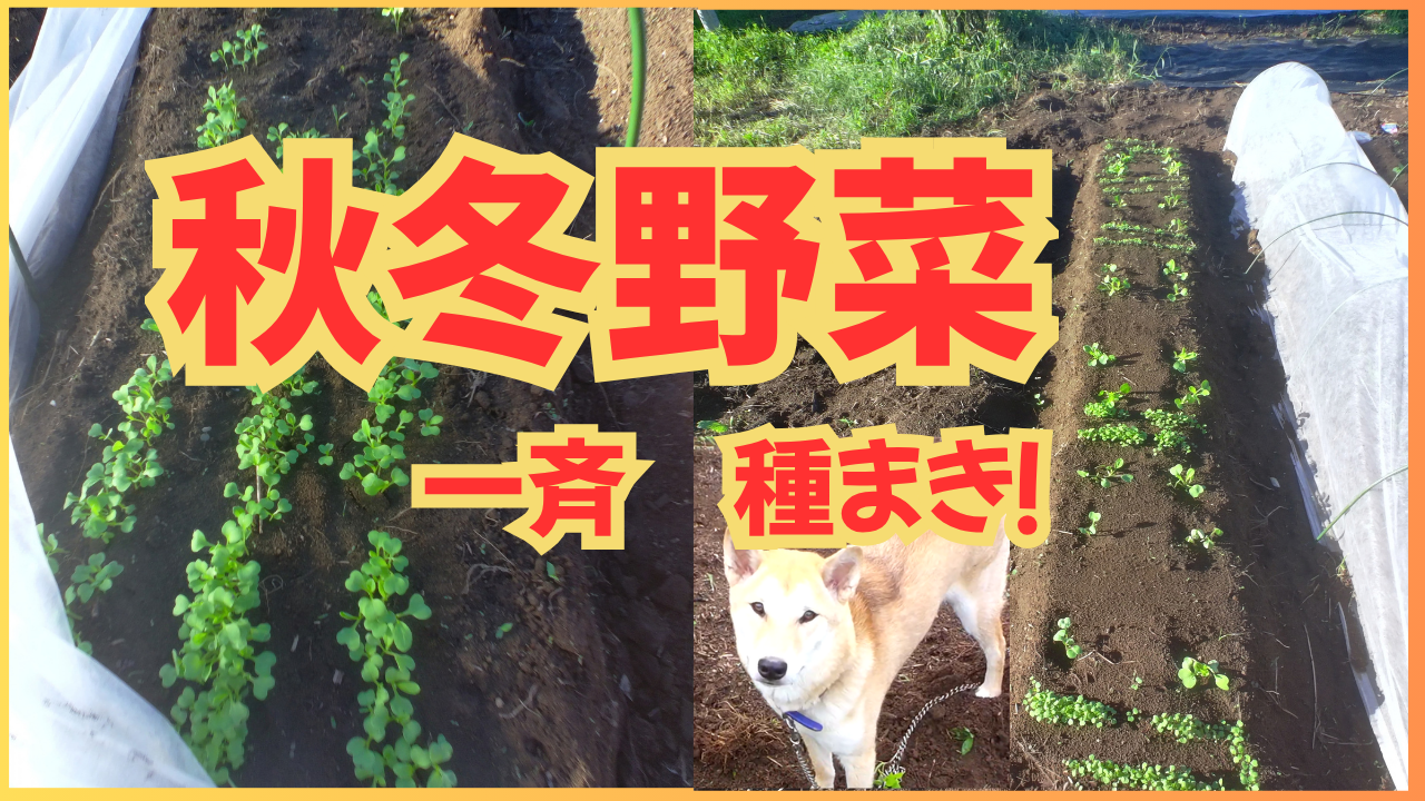 秋冬野菜一斉種まき
