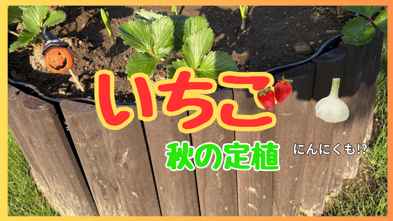 いちごの定植